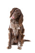 small munsterlander dog isolated on a white background