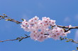 さくら