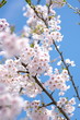 Japanese say SAKURA!!!
