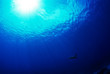 太陽と海亀