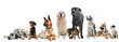 chiens et chats chiens et chats