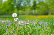 Blumenwiese mit Bäumen im HG