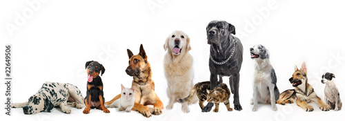 Photo: chiens et chats chiens et chats