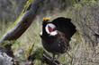 Blue Grouse 01
