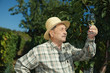 Senior vintner testing wine