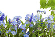 Border from forget-me-nots (Myosotis)
