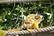 Squirrel monkey