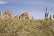 Saguaro cactus on the Apache Trail, Arizona