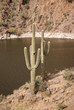 Saguaro cactus on the Apache Trail, Arizona
