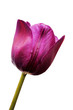 The Violet tulip.