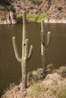Saguaro Cactus on the Apache Trail, Arizona