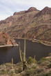 Saguaro cactus on the Apache Trail, Arizona