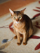 Abyssinian cat