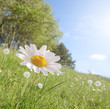 Images : fleur