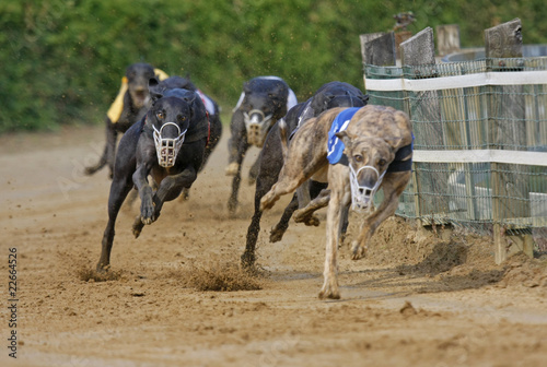 Foto: Hunderennen Hunderennen