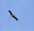 Free in the sky