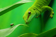 green gecko lizard