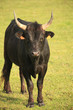 taureau de camargue