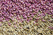 Background of dry  seeds