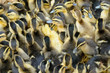little ducklings, shallow focus little ducklings, shallow focus