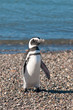 magellanic penguin magellanic penguin