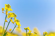 Rape(canola) flower blossom