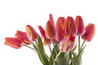 red tulips bouqet with dew on white red tulips bouqet with dew on white