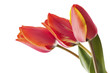 red tulips bouqet with dew on white red tulips bouqet with dew on white