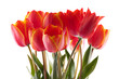 red tulips bouqet with dew on white red tulips bouqet with dew on white
