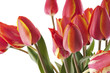 red tulips bouqet with dew on white red tulips bouqet with dew on white