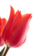 red tulips bouqet with dew on white red tulips bouqet with dew on white