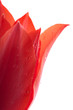 red tulips bouqet with dew on white red tulips bouqet with dew on white