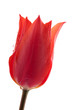 red tulips bouqet with dew on white red tulips bouqet with dew on white
