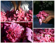composition de roses