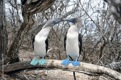 Foto: Cortejo de Piqueros de patas azules Cortejo de Piqueros de patas azules