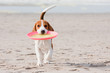 Beagle puppy playing