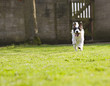 An energetic Jack Russell running towards the camera