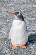 gentoo penguin gentoo penguin