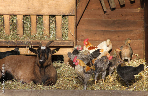 Foto: glückliche Hoftiere glückliche Hoftiere