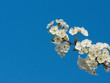 Sour cherry tree blossom