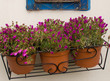 Window flowers