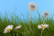 Pusteblume und Gänseblümchen