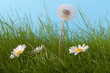Pusteblume und Gänseblümchen