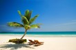 palm beach chairs tropical sea, palm beach chairs tropical sea
