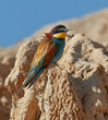 European bee-eater.