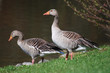 gänsezweisam