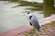 Wild gray heron Wild gray heron