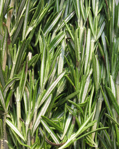 Photo: Rosemary (Rosmarinus officinalis) Rosemary (Rosmarinus officinalis)