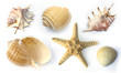 Muscheln