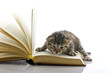 gattino nel libro